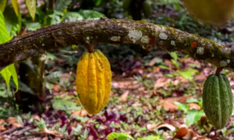 Unritual Cacao Week: primera semana del cacao de especialidad en Colombia