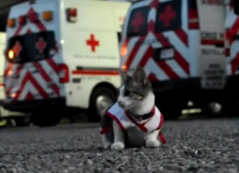 Urgencio, el gato que se convirtió en voluntario de la Cruz Roja Mexicana