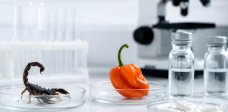 Veneno de alacrán y chile habanero: nuevos antibióticos contra bacterias resistentes