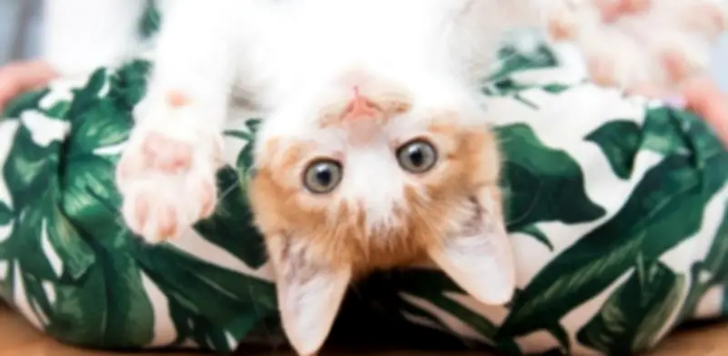 Vómito en gatos: una señal de alerta que no debe normalizarse