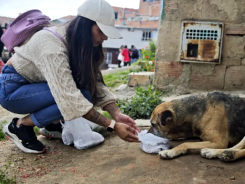Voluntarios alimentan perros y gatos abandonados en Ciudad Bolívar