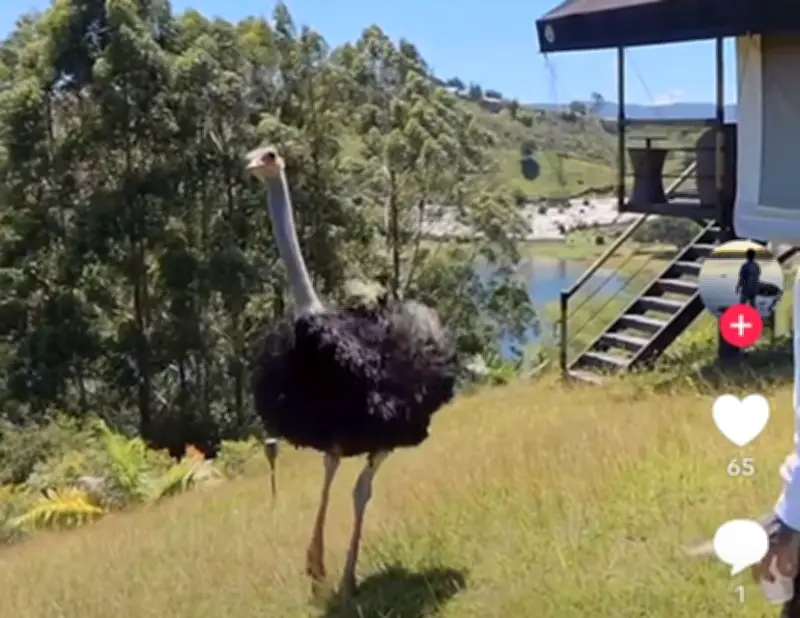 Yeferson Cossio genera polémica al tener un avestruz como mascota en su casa