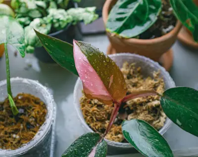 5 filodendros para tener en casa y cómo cuidarlos