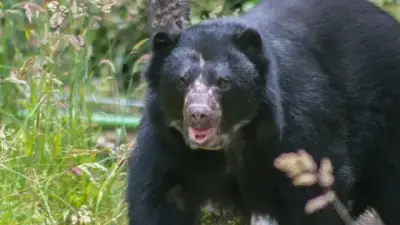 Alianza 'Conservamos la Vida' reporta aumento del 52% al 76% en presencia de Oso andino