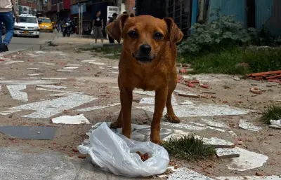 Amor Peludo: tienda virtual que ayuda a perros y gatos rescatados en Colombia