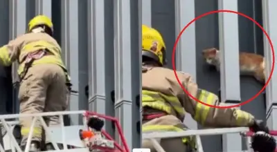 Bomberos de Cali rescatan a gato atrapado a siete metros y video se viraliza