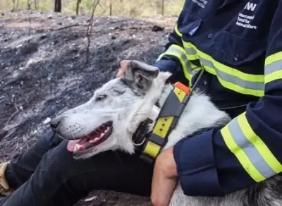 Buscan nuevo perro detector de koalas tras jubilación de 'Oso' en Australia