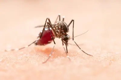 Cali usará inteligencia artificial para anticipar brotes de dengue con tres semanas de antelación