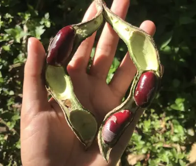 Chachafruto: el superalimento andino con 23% de proteína que crece en Colombia