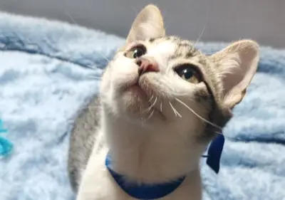 Colectivo Borrachos al Rescate busca 50 voluntarios para refugio animal en Bogotá
