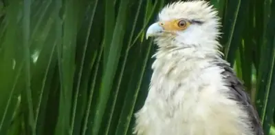 Colombia reafirma su liderazgo mundial en especies de aves con 1.566 registros en Global Big Day