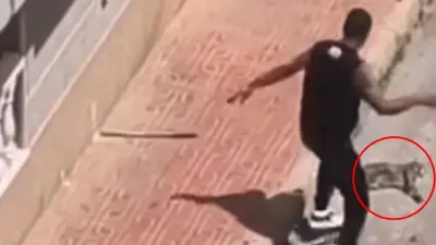 Colombiano expulsado de España por asesinar a golpes a la gata de su expareja
