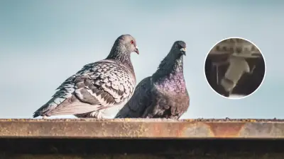Condenan a 2 años y medio de cárcel a hombre que mató palomas en Ocaña
