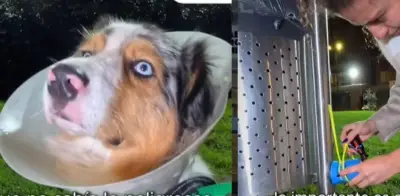Denuncian grave lesión a perro por pin de caneca en Bogotá