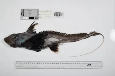 Descubren 1.121 nuevas especies marinas en el Censo Oceánico 2025