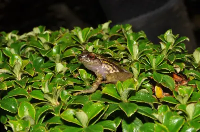 Dos nuevas especies de ranas descubiertas en Farallones de Cali