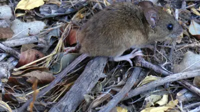 El ratón colilargo, principal transmisor del hantavirus en el brote del crucero MV Hondius