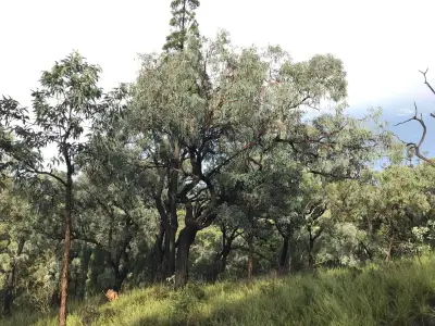 Estudio alerta: hasta el 16% de las plantas podría extinguirse para 2100