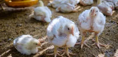 Fenavi alerta: bloqueos en Buenaventura represan 7.800 toneladas diarias de alimento avícola