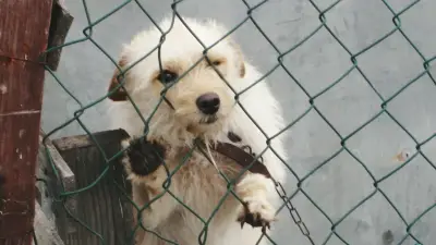 Fundación entrega collares luminosos a perros callejeros en Bogotá para evitar atropellos