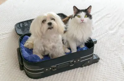 Guía para viajar con mascotas en avión en Colombia: requisitos y documentos