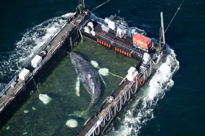 Hallan muerta a la ballena jorobada Timmy frente a costas de Dinamarca