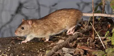 Hantavirus: alerta mundial tras posible brote en crucero del Atlántico sur