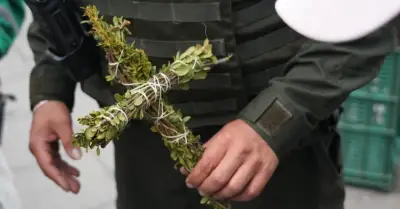 Incautan 474 kilos de laurel de cera en Bogotá por celebración del Día de la Santa Cruz