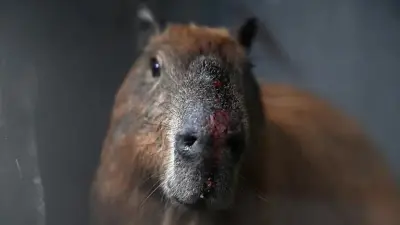 Indignación en Brasil: ocho golpean a capibara con barras de hierro