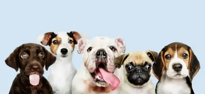 Jornada de adopción de perros y gatos en el Portal de la 80