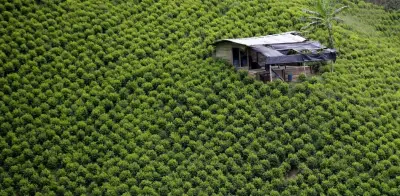 Los desafíos de la coca que enfrentará el próximo gobierno en Colombia