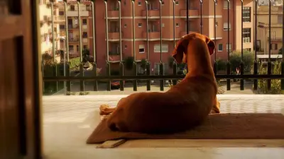 Multas de hasta $523.000 por no registrar a su perro en Colombia