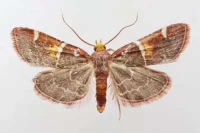 Nueva especie de polilla púrpura recibe el nombre del papa León XIV