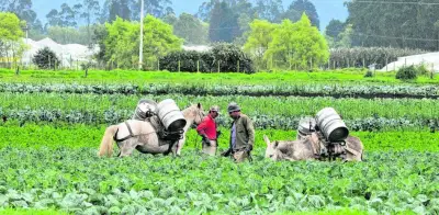 Nueva polémica en Jurisdicción Agraria frena proyecto y arriesga ultimátum de la Corte