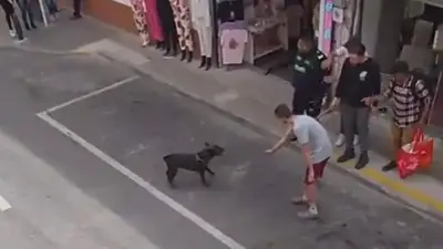 Perro muere en operativo policial en Rionegro, Antioquia