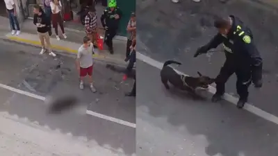 Policía dispara a perro que defendía a su dueño en Rionegro, Antioquia