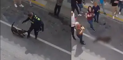 Policía se pronuncia por muerte de perro en Rionegro: abre investigación