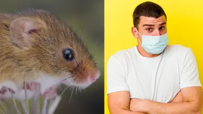 Ratón de cola larga: el transmisor de la cepa Andes del hantavirus