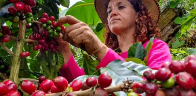 Recuperación cafetera de Brasil golpea ingresos del café colombiano