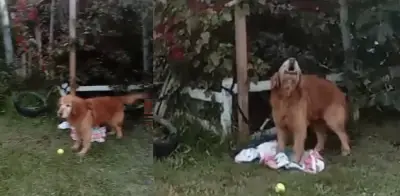 Rescatan perro amarrado en parque de Bosa tras denuncia ciudadana
