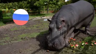 Rusia se suma a plan internacional para reubicar hipopótamos colombianos