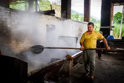 Santander invierte $70.000 millones en Agro360: retos del café, cacao y panela
