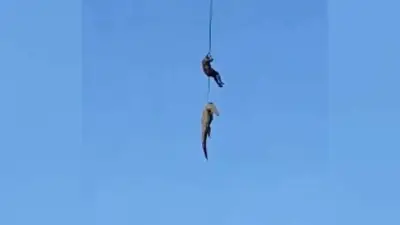 Trasladan en helicóptero a cocodrilo que devoró a empresario en Sudáfrica