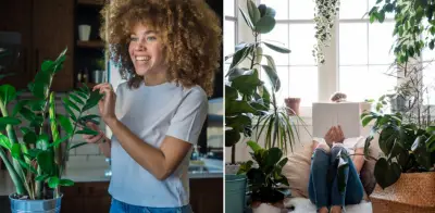 Tres árboles en maceta ideales para mejorar el hogar