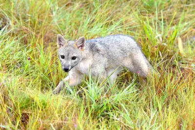 Zorro perruno aulla en humedal de Bogotá y alerta sobre salud del ecosistema