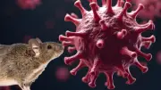 ABC del hantavirus: qué es, cómo se transmite y por qué preocupa en un crucero