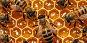 Abejas: el animal más importante del mundo y datos que quizás ignoraba