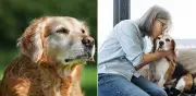 Alzheimer canino: señales para detectarlo a tiempo en perros mayores
