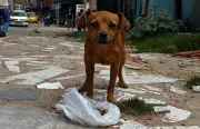 Amor Peludo: tienda virtual que ayuda a perros y gatos rescatados en Colombia