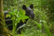 Animales en conflicto: JEP reporta más de 6.000 afectados